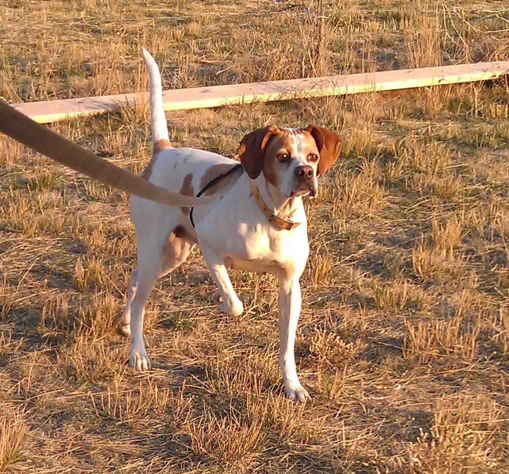 HOF CH Rock Acre Blackhawk line English Pointer Puppies English